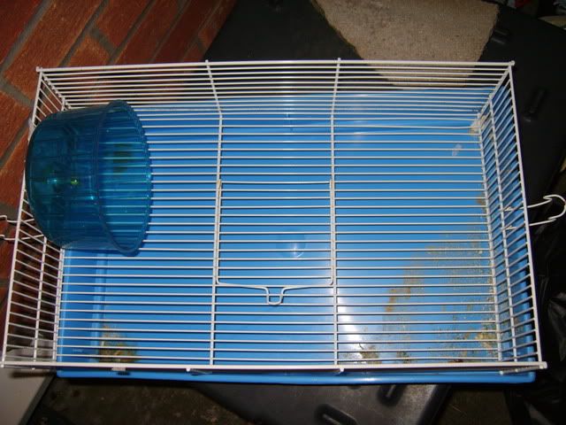 Rescue hamster and where to find them? - Hamster Central